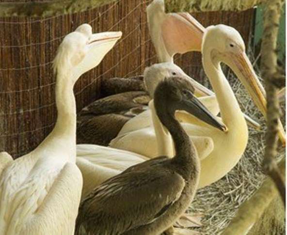 В Московском зоопарке появились птенцы у розового и кудрявого пеликанов