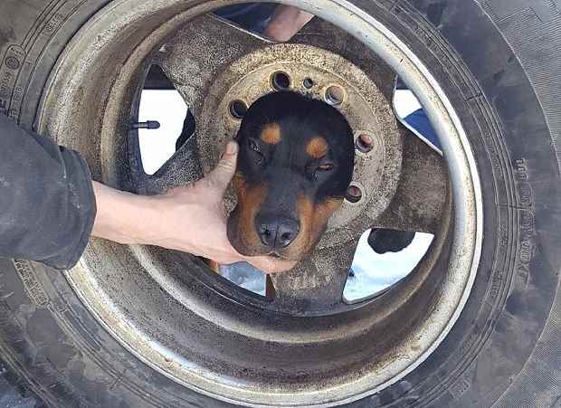 Застрявшую в колесе собаку освободили с помощью кокосового масла