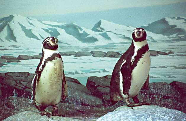 Репортаж из жизни пингвинов Московского зоопарка