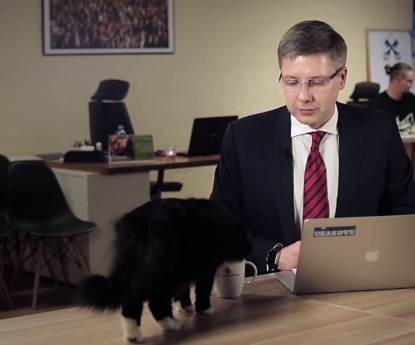 Кот пришел попить из кружки прямо во время онлайн-интервью мэра Риги