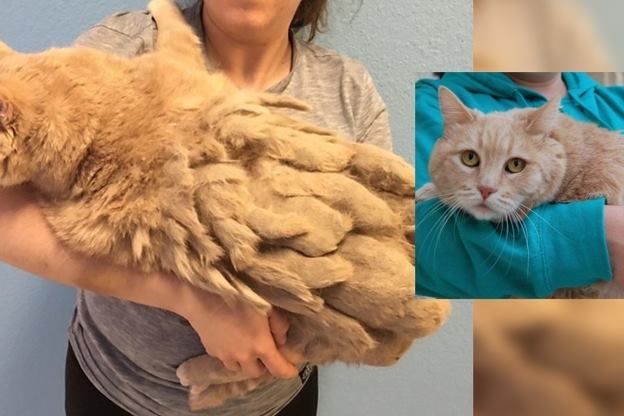 13-летний кот едва мог ходить под тяжестью своей скатавшейся шерсти