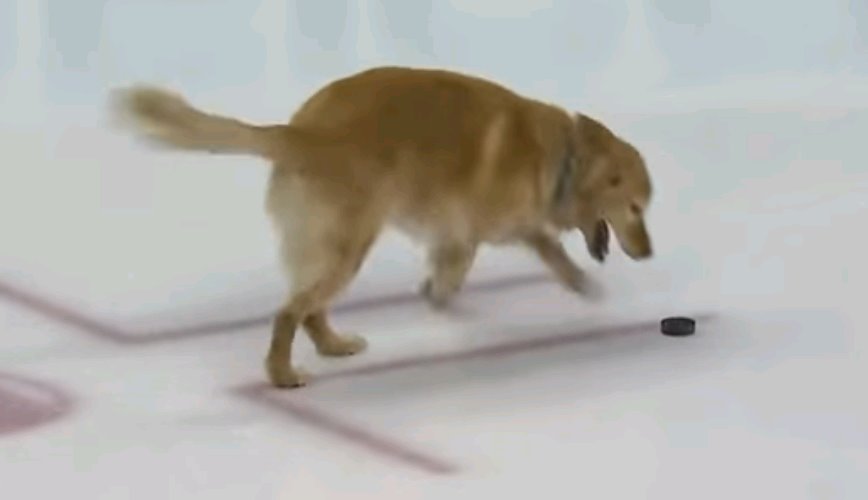 НХЛ показала собаку-хоккеиста