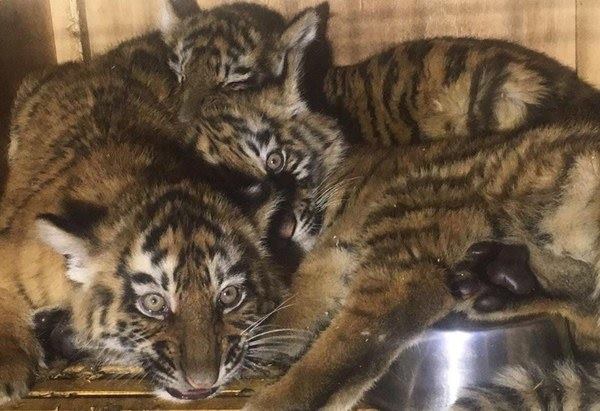 Зоозащитники Ливана выхаживают трех тигрят, отправленных с Украины в Сирию в тесном ящике