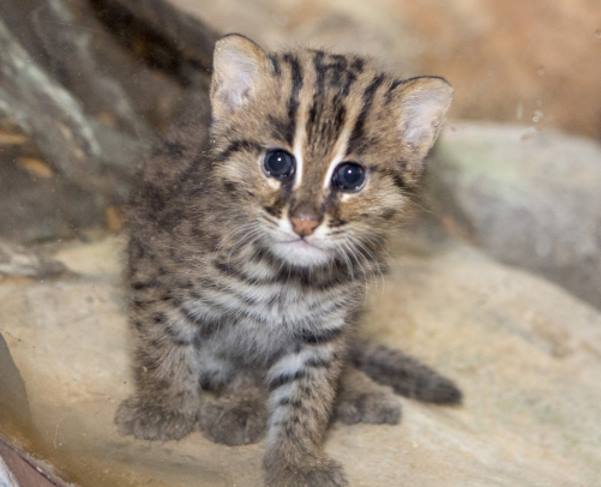 В зоопарке Денвера впервые родился детеныш кошки-рыболова