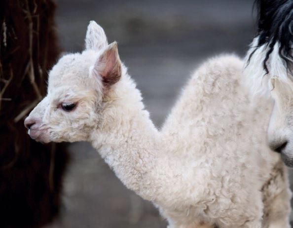 В Московском зоопарке впервые родился детеныш альпаки