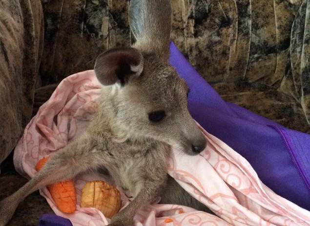 В Новосибирском зоопарке впервые искусственно выкармливают детеныша кенгуру