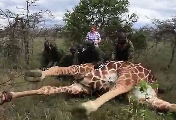 В Кении спасли жирафа, чью ногу сдавило металлическое кольцо