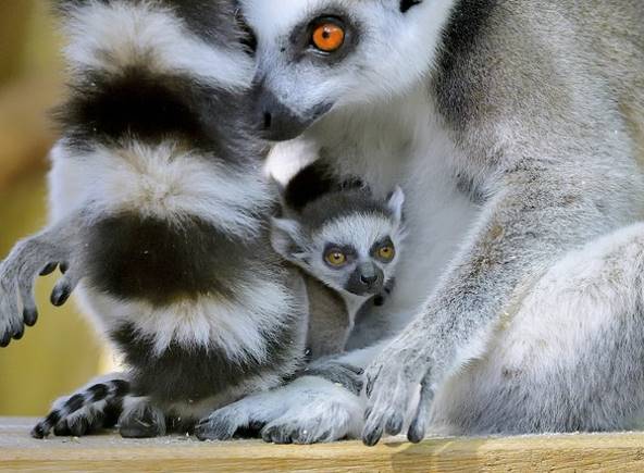 Зоопарк Вены показал первые фото и видео с детенышами-близнецами кошачьего лемура