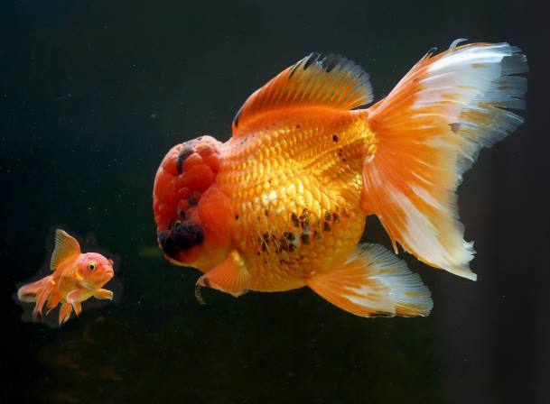 Крупнейшая золотая рыбка Великобритании весит больше килограмма