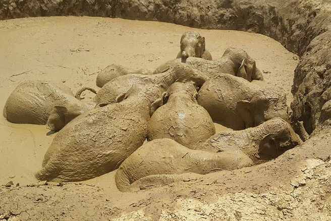 В Камбодже спасли 11 слонов, которые застряли в большой яме с грязью