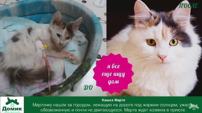 Волгоградский приют для кошек опубликовал видео с преображением своих питомцев