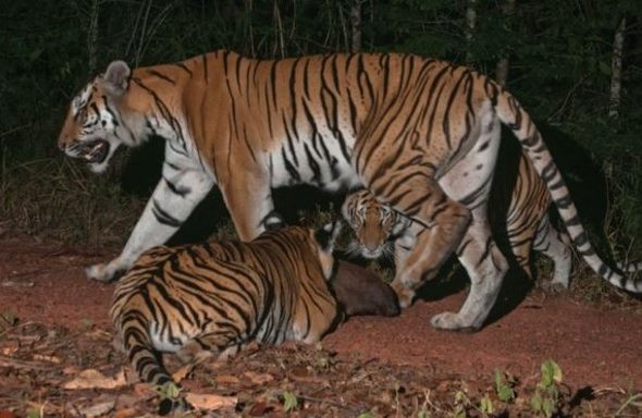 Новая популяция редких тигров найдена в восточной части Таиланда