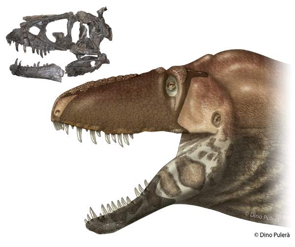 Палеонтологи открыли новый вид тираннозавров