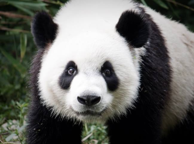 В Московский зоопарк могут привезти двух больших панд из Китая