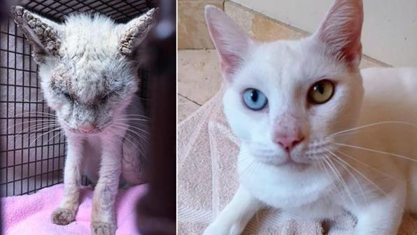 Ветеринары вылечили кота от запущенной чесотки и после этого увидели его прекрасные глаза