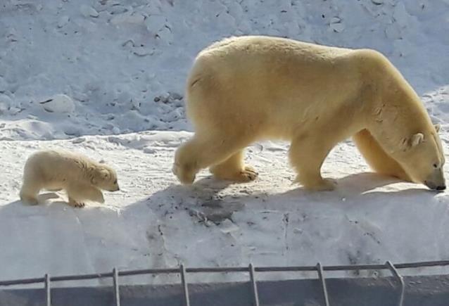 В якутском зоопарке белая медведица вывела на прогулку медвежонка