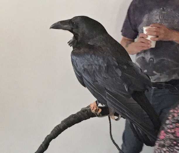 В Лондоне открылось благотворительное кафе с воронами