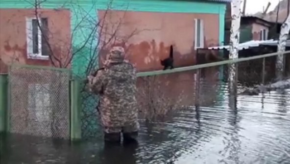 В Темиртау (Казахстан) из затопленного двора спасли кошку