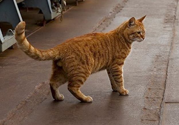 Минобороны показало новые фото военно-морского кота и назвало его кличку