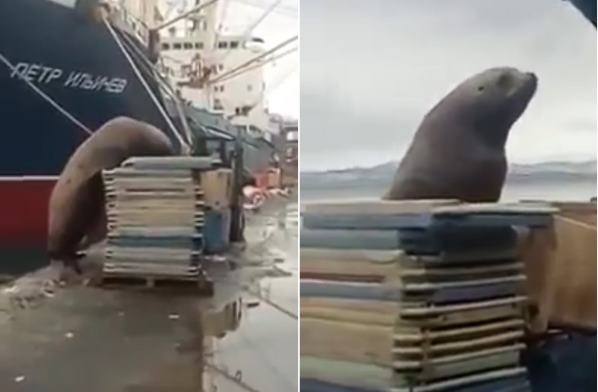Камчатский сивуч прокатился на лодке рыбаков и решил съесть их улов