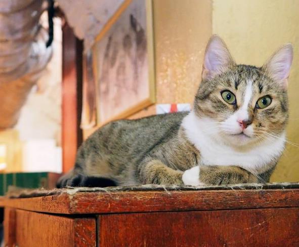 В эти выходные в Санкт-Петербурге празднуют День Эрмитажного кота