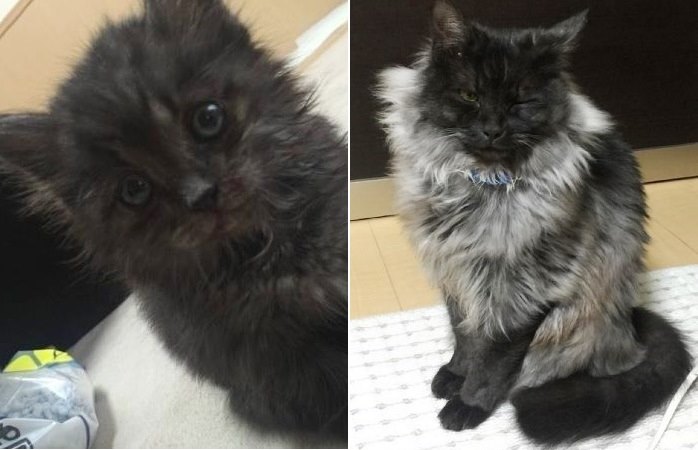 Спасенный с грязной обочины котенок вырос в красивого кота с серебристой гривой