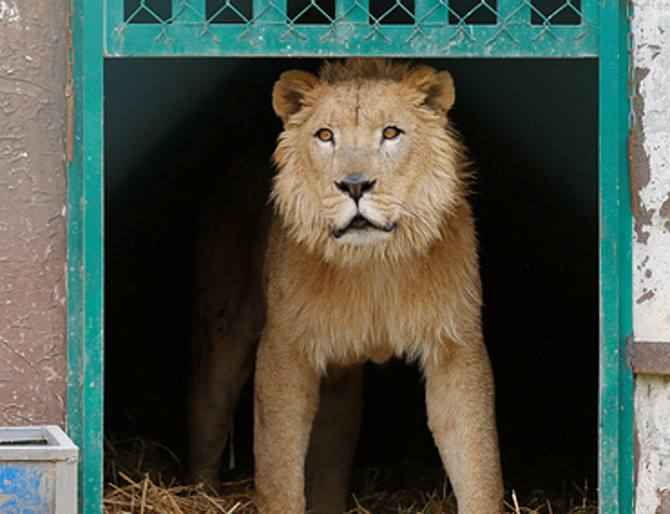 Чудом выжившие лев и медведица из зоопарка Мосула отвезены на реабилитацию в Иорданию