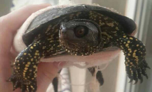 Житель Воронежа спас раздавленную на трассе черепаху