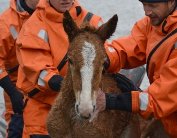 В Тюменской области спасатели вызволили из водного плена табун лошадей