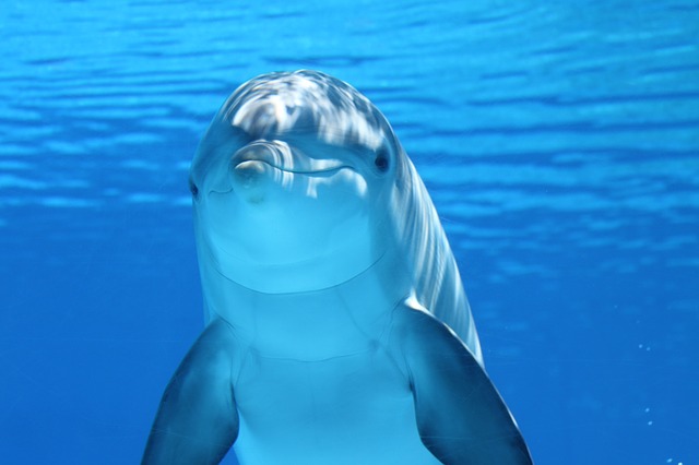 Франция ограничила содержание дельфинов в неволе