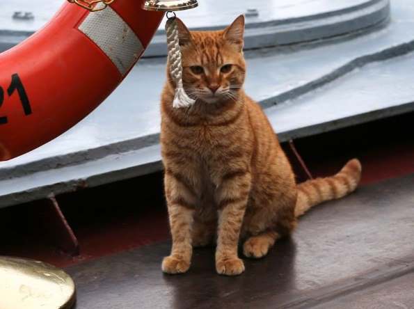 Минобороны России показало фото кота-участника похода российских кораблей к Сирии