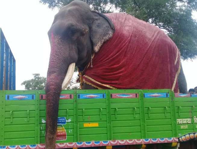 В Индии освободили слона, который 50 лет сидел на цепи и тер...