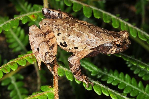 В высокогорных лесах Вьетнама русские ученые нашли лягушек-эльфов