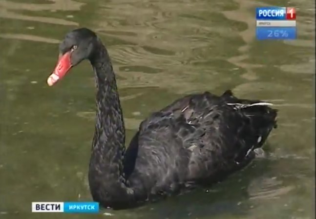 Чёрный лебедь живёт в Казанском храме Иркутска