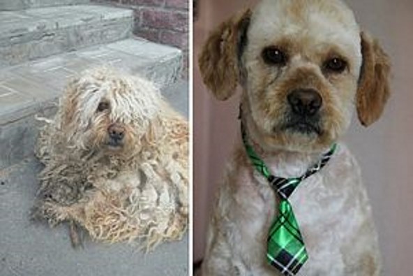 Спасенный омскими волонтерами пес полностью преобразился и нашел дом в Германии