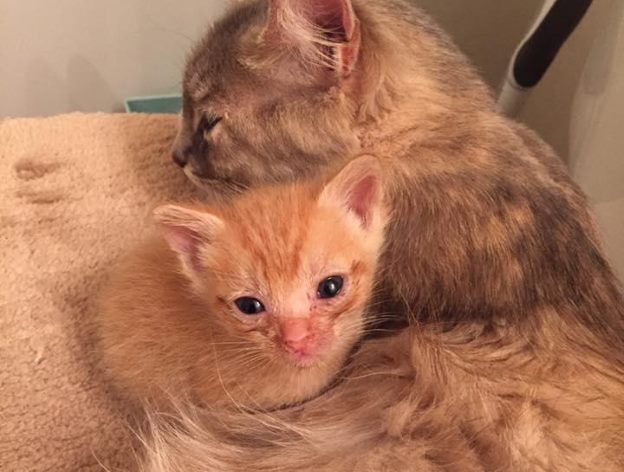 Чужих детей не бывает: Приютская кошка усыновила осиротевшего котенка