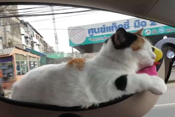Видео с кошкой в гамаке за два дня набрало 9,7 миллиона просмотров