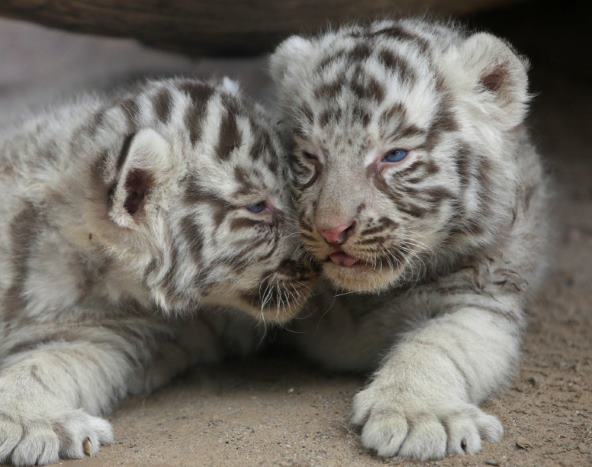 В мексиканском зоопарке родились белые тигрята