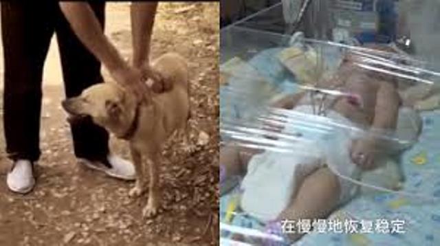 В Китае собака спасла заживо похороненного ребенка