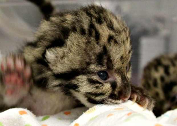 В зоопарке Торонто впервые родились дымчатые леопарды
