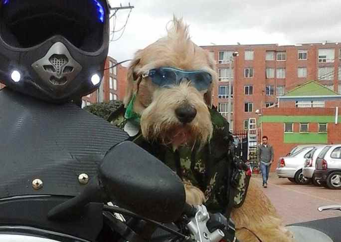 В Колумбии бывшая бродячая собака стала помощником полицейского