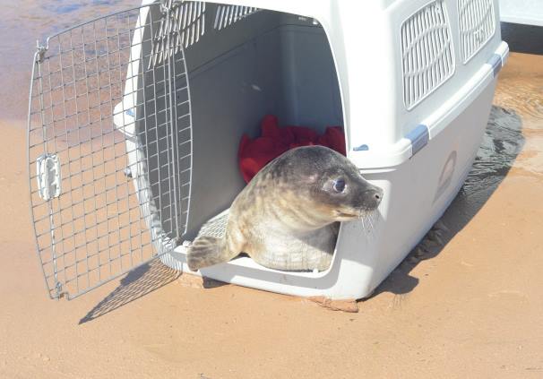 В Петербурге выпустили на волю спасенного тюленя Валдая