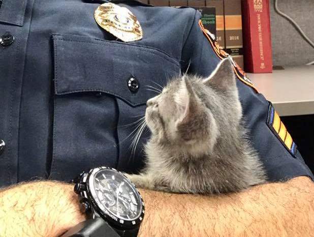 Полицейский всю ночь обнимал бездомного котёнка, чтобы спаст...