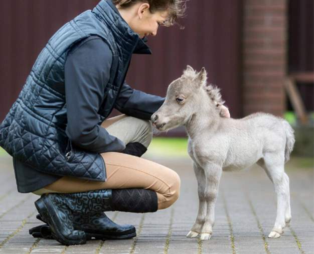 В Ленинградской области родился возможно самый маленький кон...