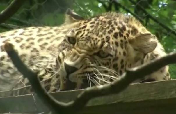 Сразу шесть переднеазиатских леопардов в питомнике Сочи готовятся к выпуску в дикую природу