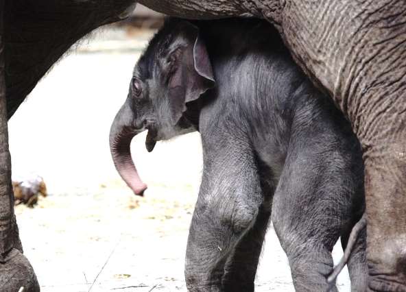 В Московском зоопарке родился индийский слоненок