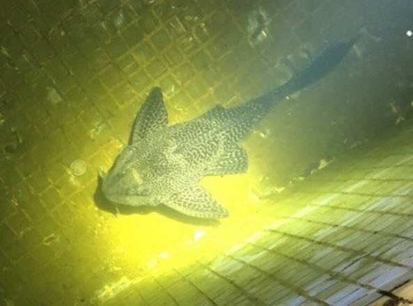 В Вологде из городского фонтана спасли аквариумного сома