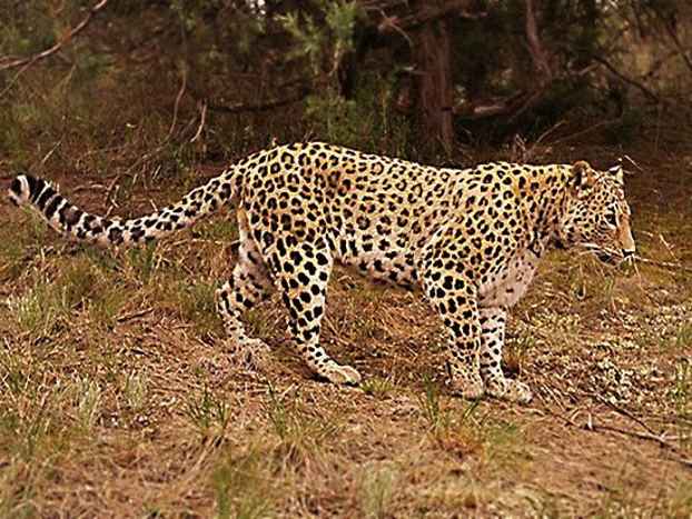 На Северном Кавказе засняли считавшегося вымершим в этих местах леопарда