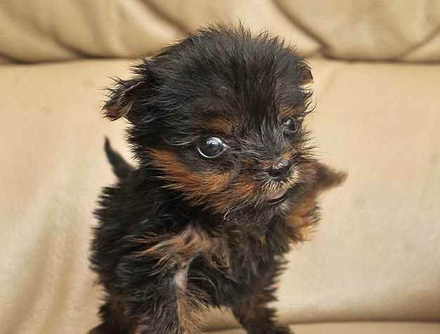 Йоркширский терьер Тим и ещё шесть самых маленьких щенков в мире