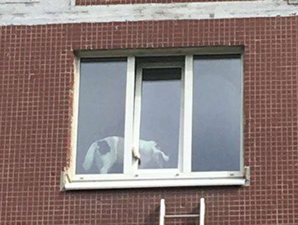 В Петербурге пожарные спасли застрявшую в окне собаку